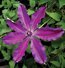 Clematis Barbara Dibley 3gal