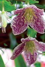 Clematis-Cir. Freckles-Species 1gal