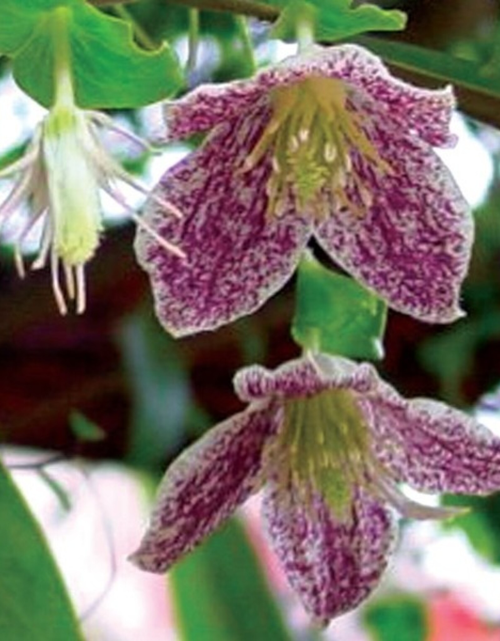 Clematis-Cir. Freckles-Species 1gal