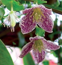 Clematis-Cir. Freckles-Species 1gal