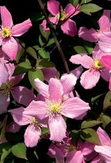 Clematis-Mont Freda 1 gal