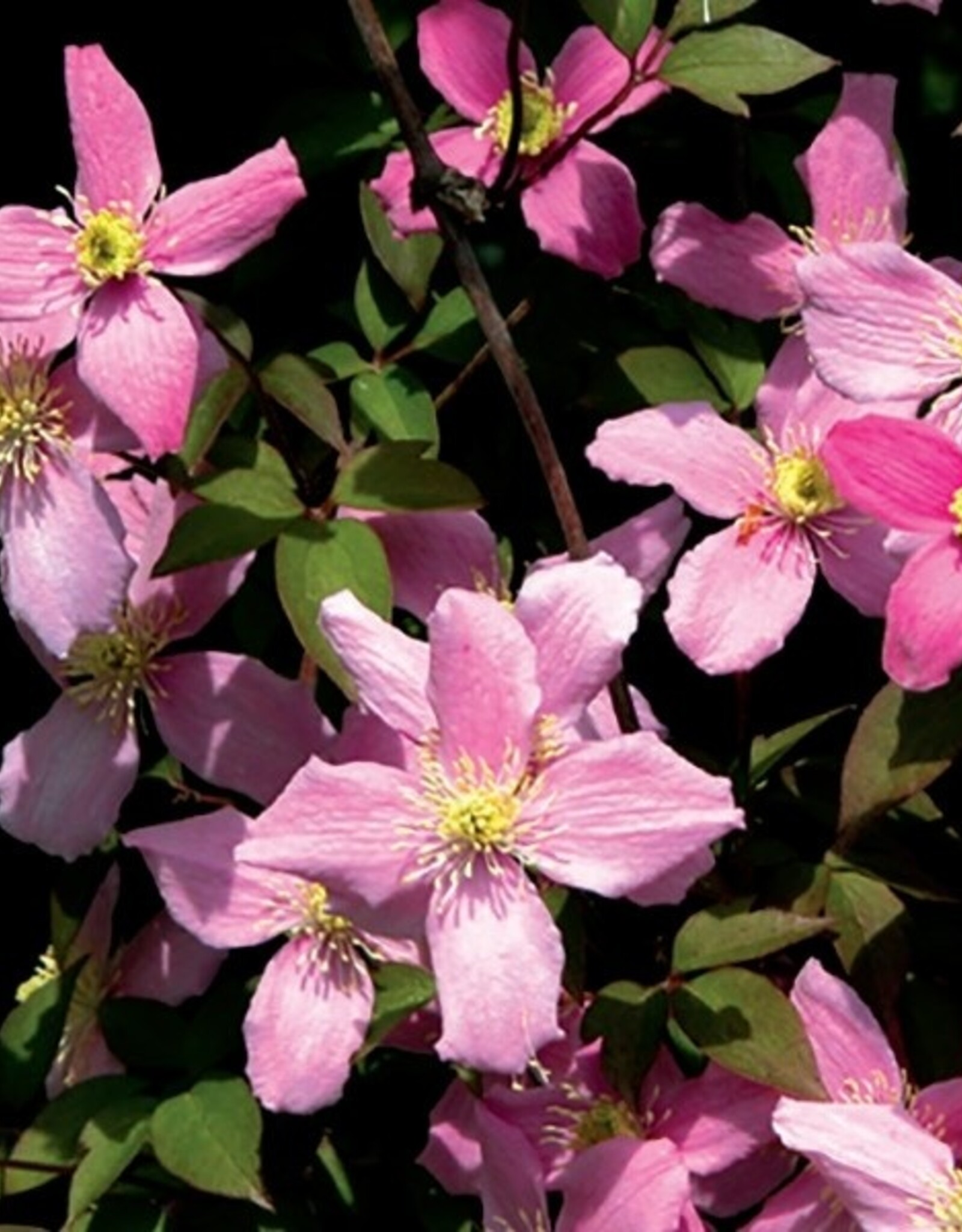 Clematis-Mont Freda 1 gal