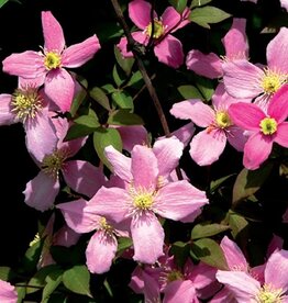 Clematis-Mont Freda 1 gal