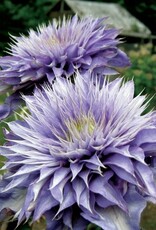 Clematis-Multi Blue 1 gal