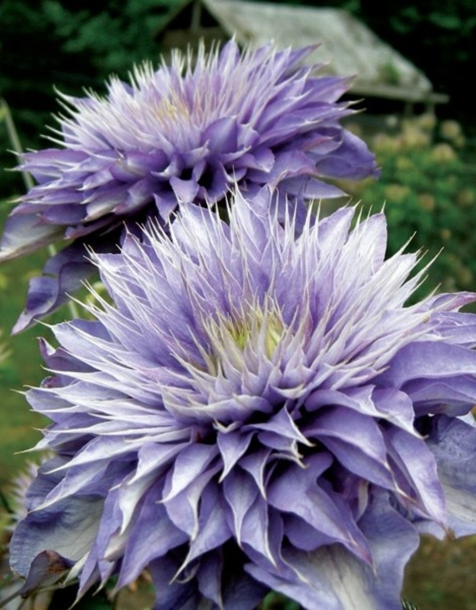 Clematis-Multi Blue 1 gal