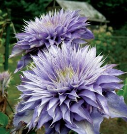 Clematis-Multi Blue 1 gal