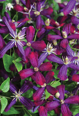 Clematis-PW-Sweet Summer Love