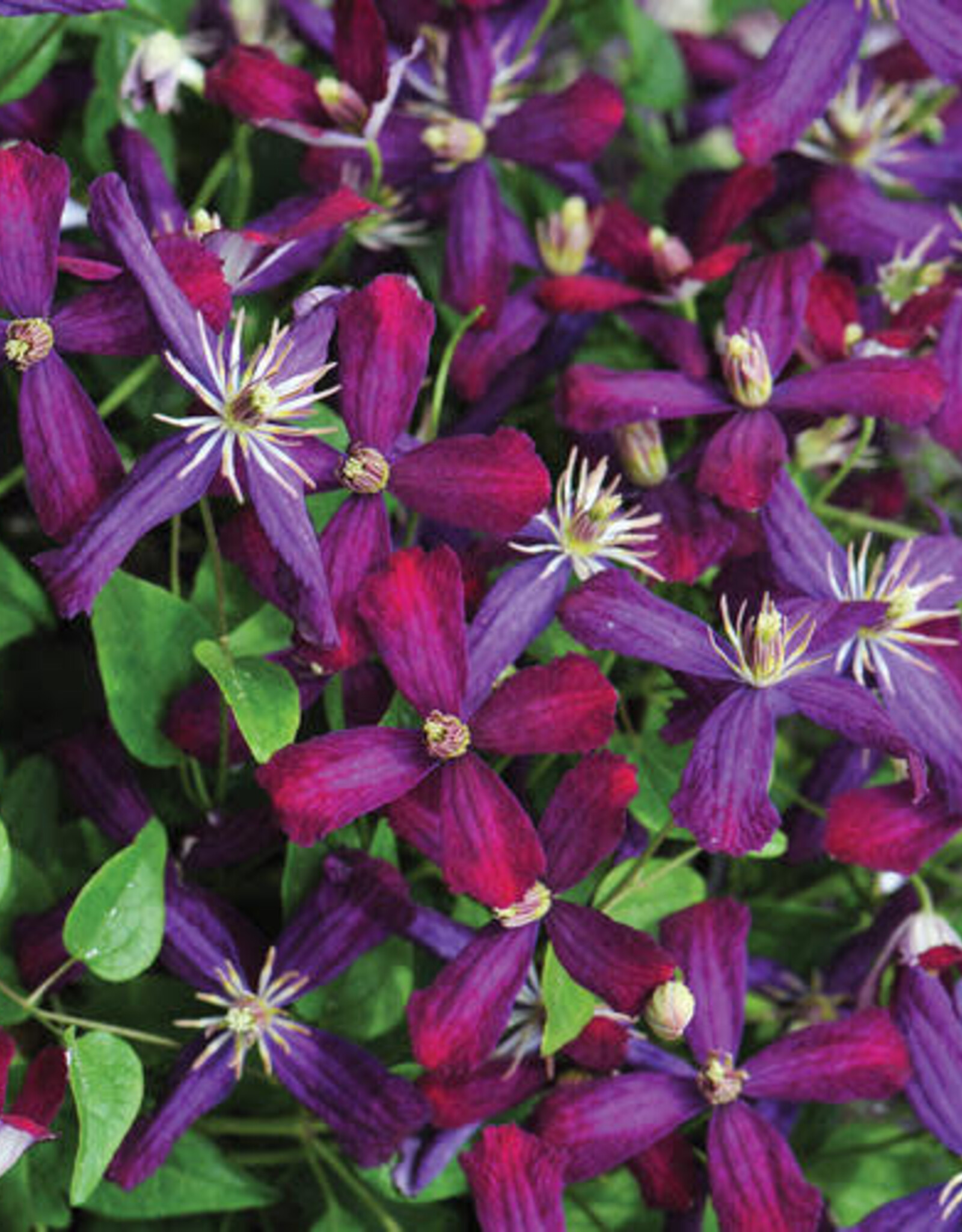 Clematis-PW-Sweet Summer Love