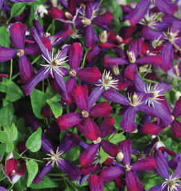 Clematis-PW-Sweet Summer Love