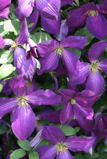 Clematis-PW Happy Jack (hybrid)