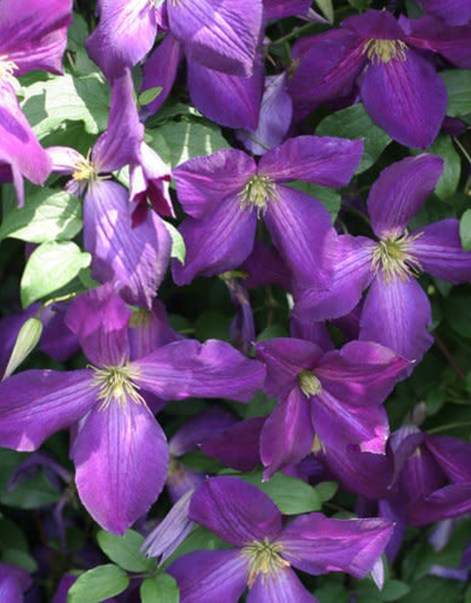 Clematis-PW Happy Jack (hybrid)