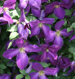 Clematis-PW Happy Jack (hybrid)