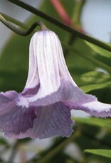 Clematis-Vit Betty Corn 1gal