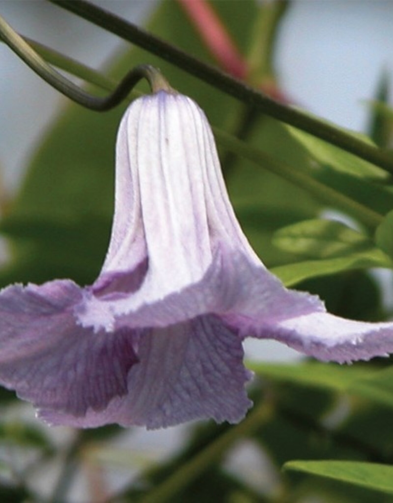 Clematis-Vit Betty Corn 1gal