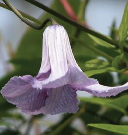 Clematis-Vit Betty Corn 1gal