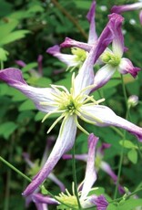 Clematis-Triternata Rubromarginata 1gal