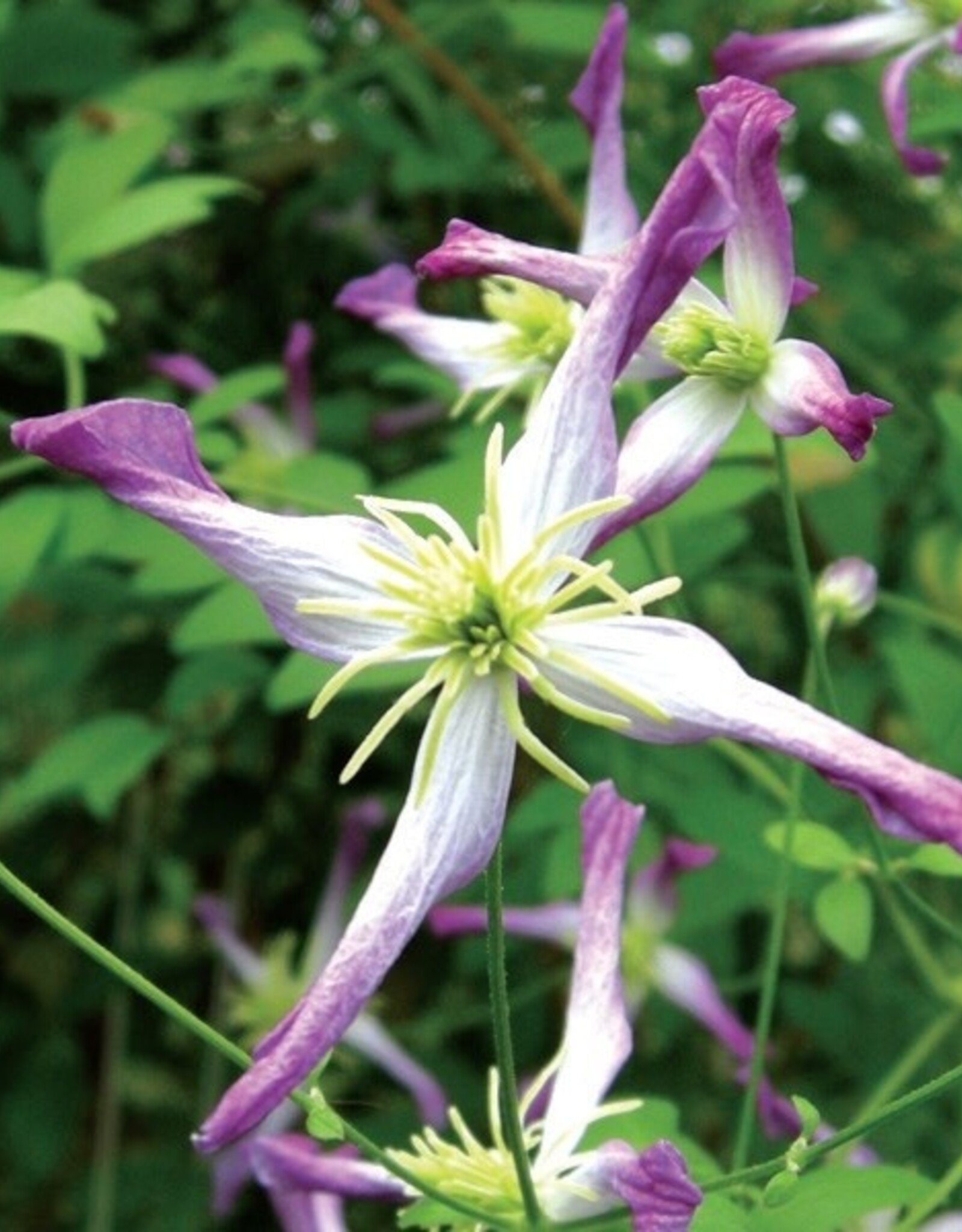 Clematis-Triternata Rubromarginata 1gal