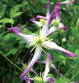 Clematis-Triternata Rubromarginata 1gal