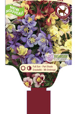 Columbine - Aquilegia - Earlybird Mix 1 gal