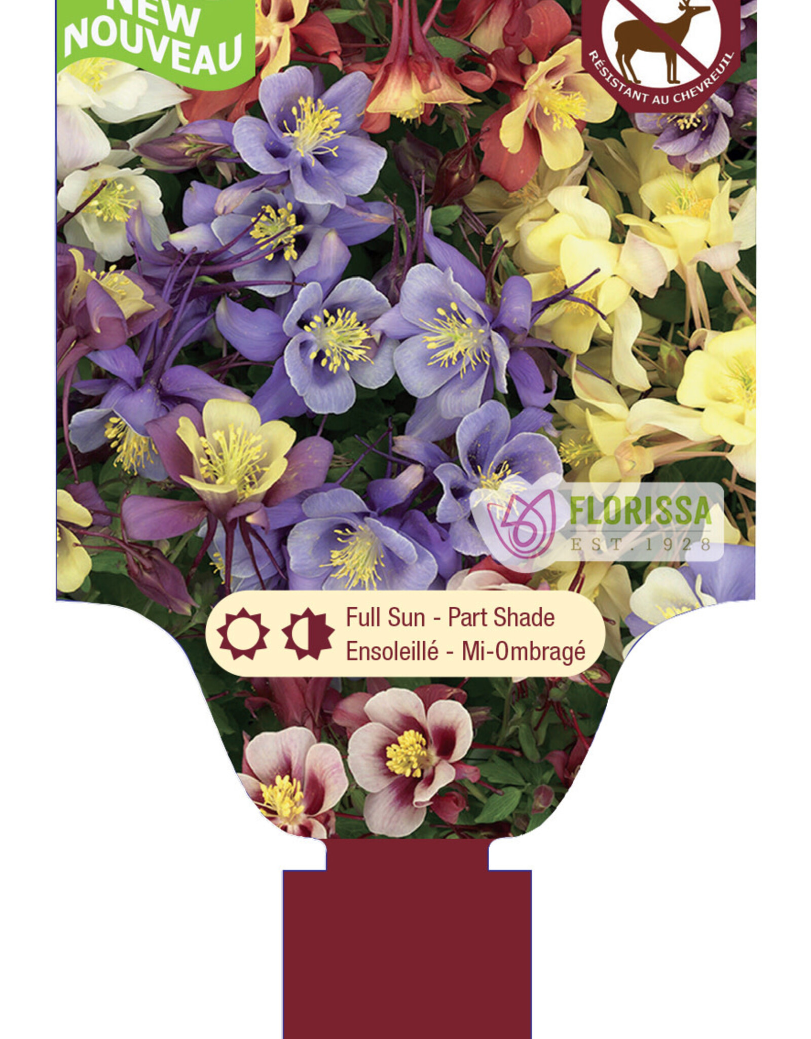 Columbine - Aquilegia - Earlybird Mix 1 gal