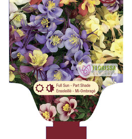 Columbine - Aquilegia - Earlybird Mix 1 gal