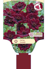 Cosmos Chocolate