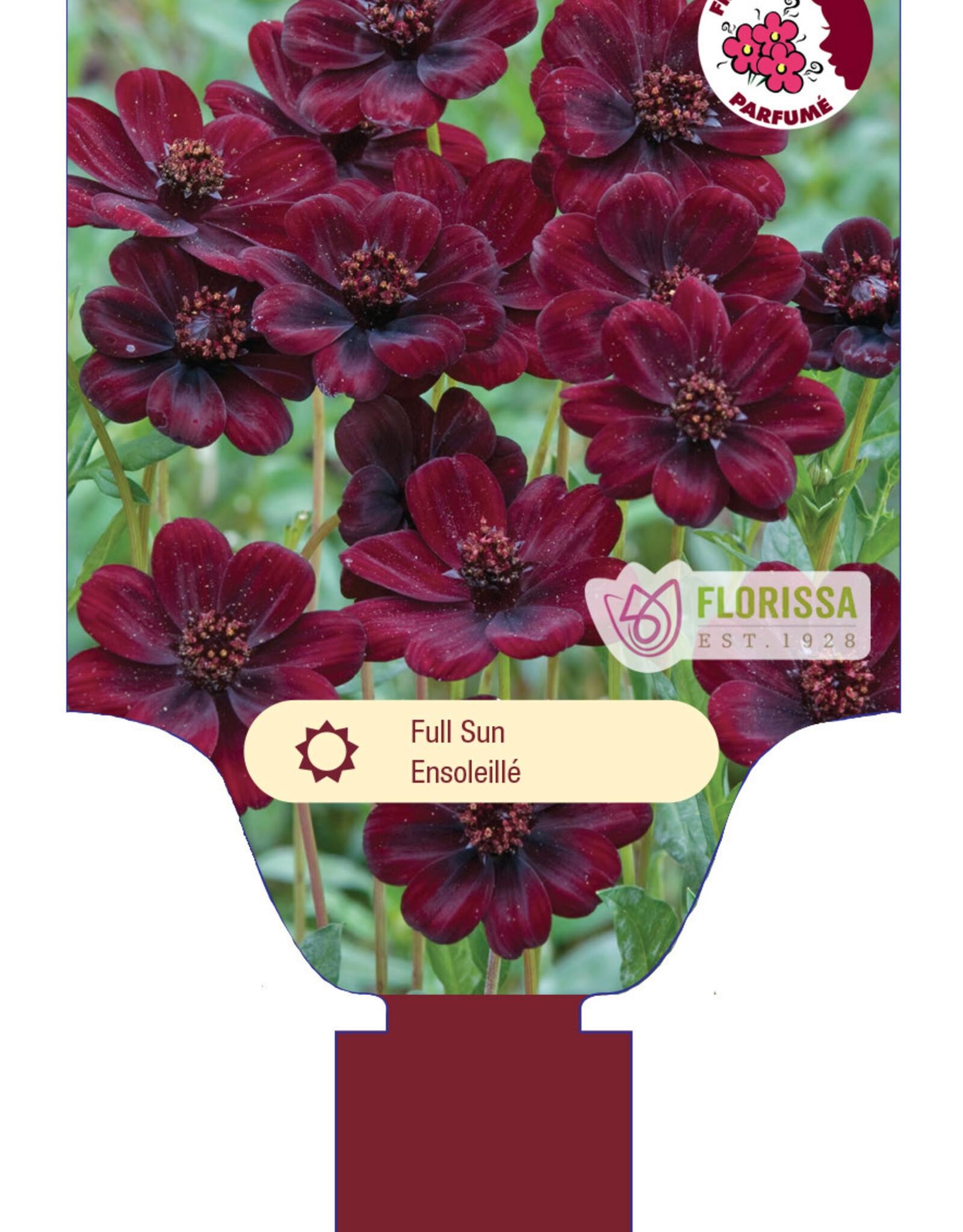Cosmos Chocolate