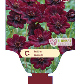 Cosmos Chocolate