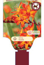 Crocosmia Firestarter 1 gal