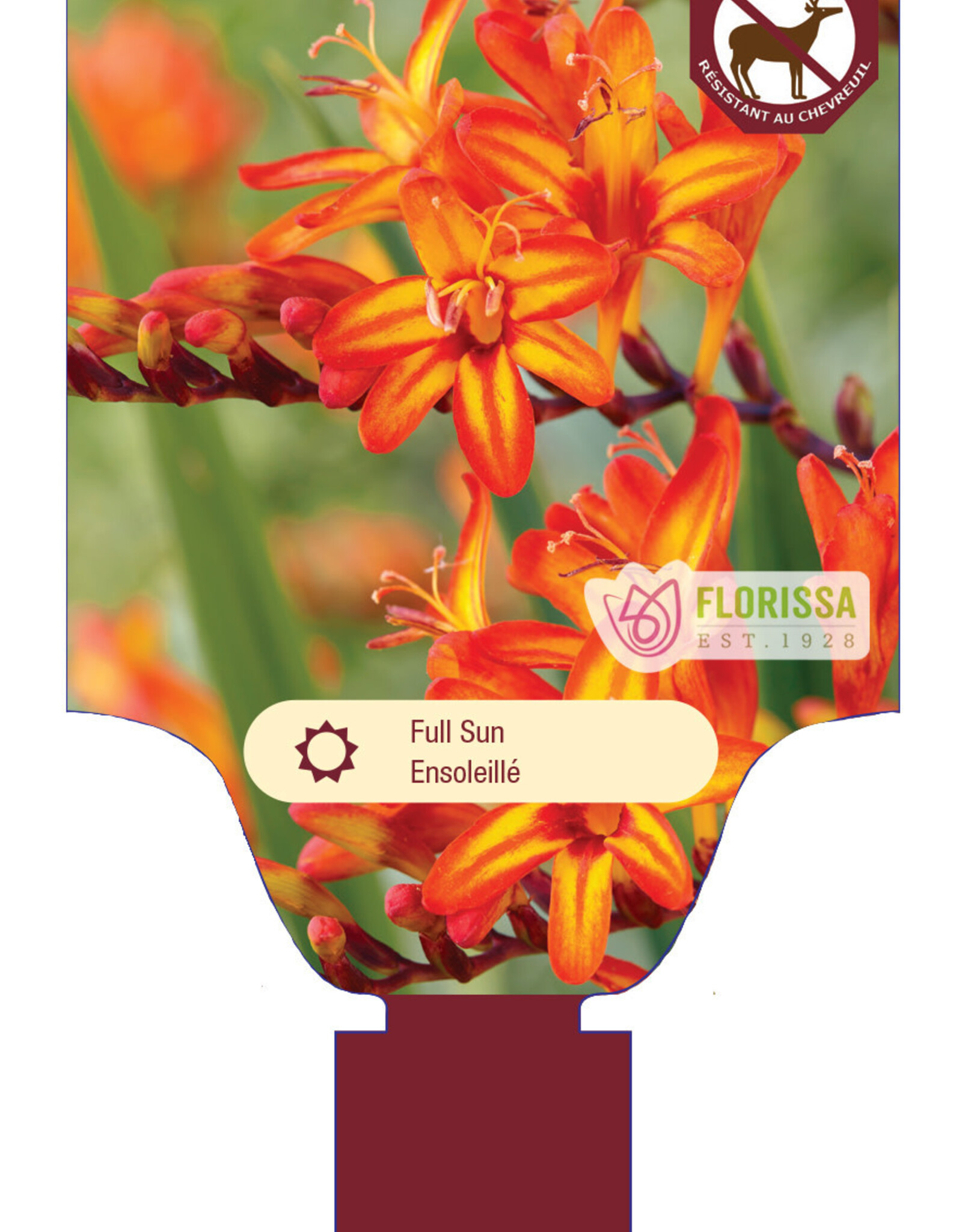 Crocosmia Firestarter 1 gal