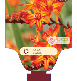 Crocosmia Firestarter 1 gal