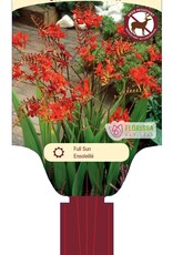 Crocosmia Lucifer 10gal