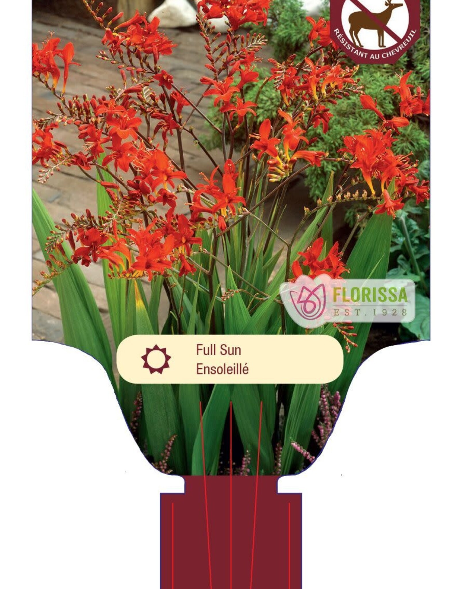 Crocosmia Lucifer 10gal