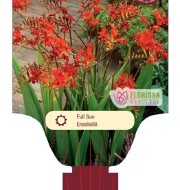 Crocosmia Lucifer 10gal