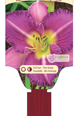 Daylily - Hemerocallis - Entrapment 1gal