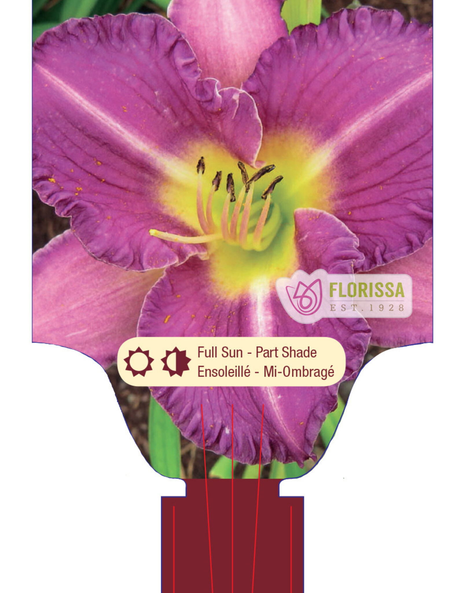 Daylily - Hemerocallis - Entrapment 1gal