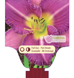 Daylily - Hemerocallis - Entrapment 1gal