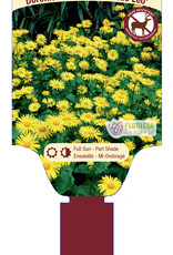 Doronicum - Leopard Bane - Little Leo 1 gal