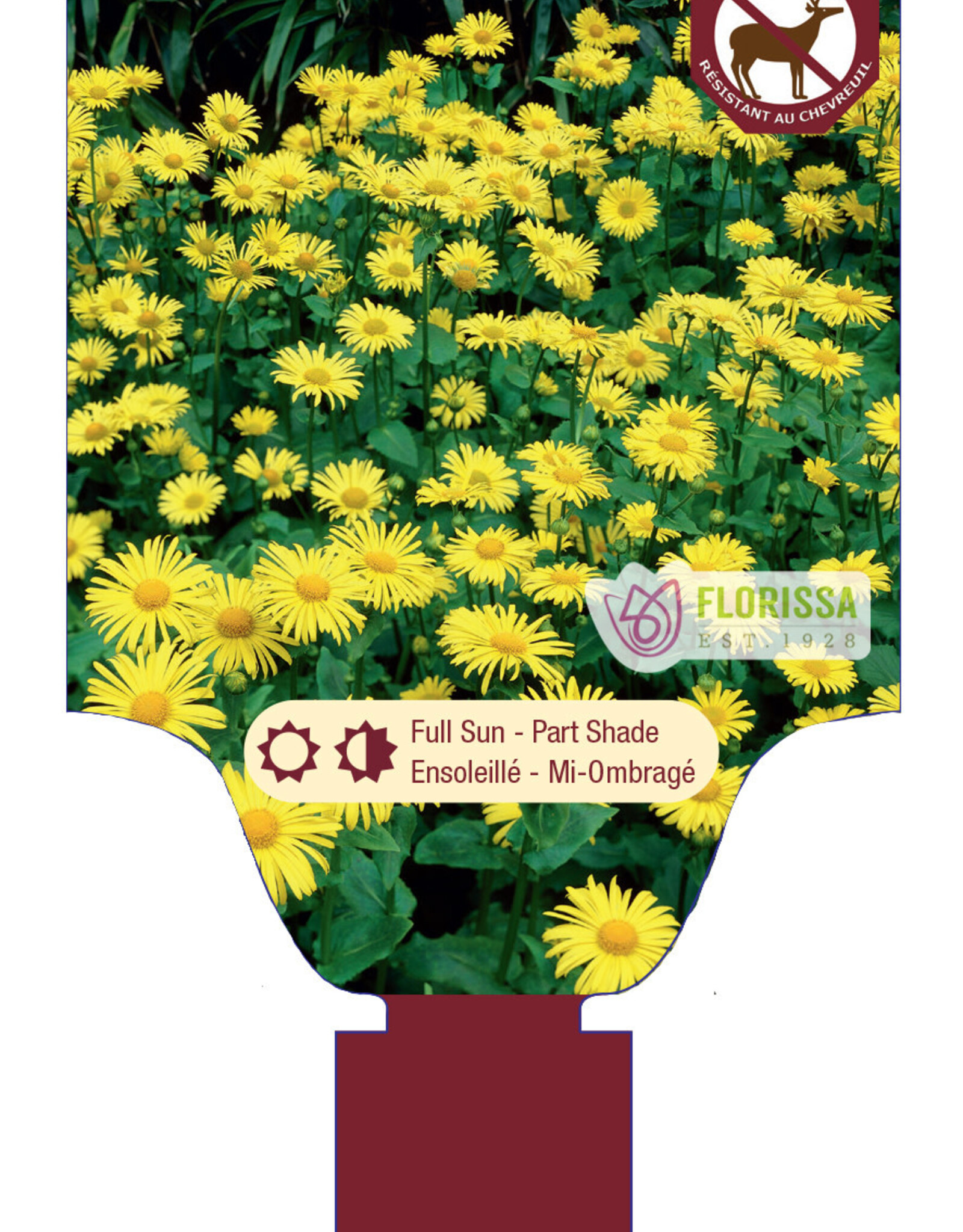 Doronicum - Leopard Bane - Little Leo 1 gal