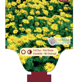 Doronicum - Leopard Bane - Little Leo 1 gal