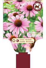 Echinacea - Coneflower - Prairie Splendor Compact Rose 1gal