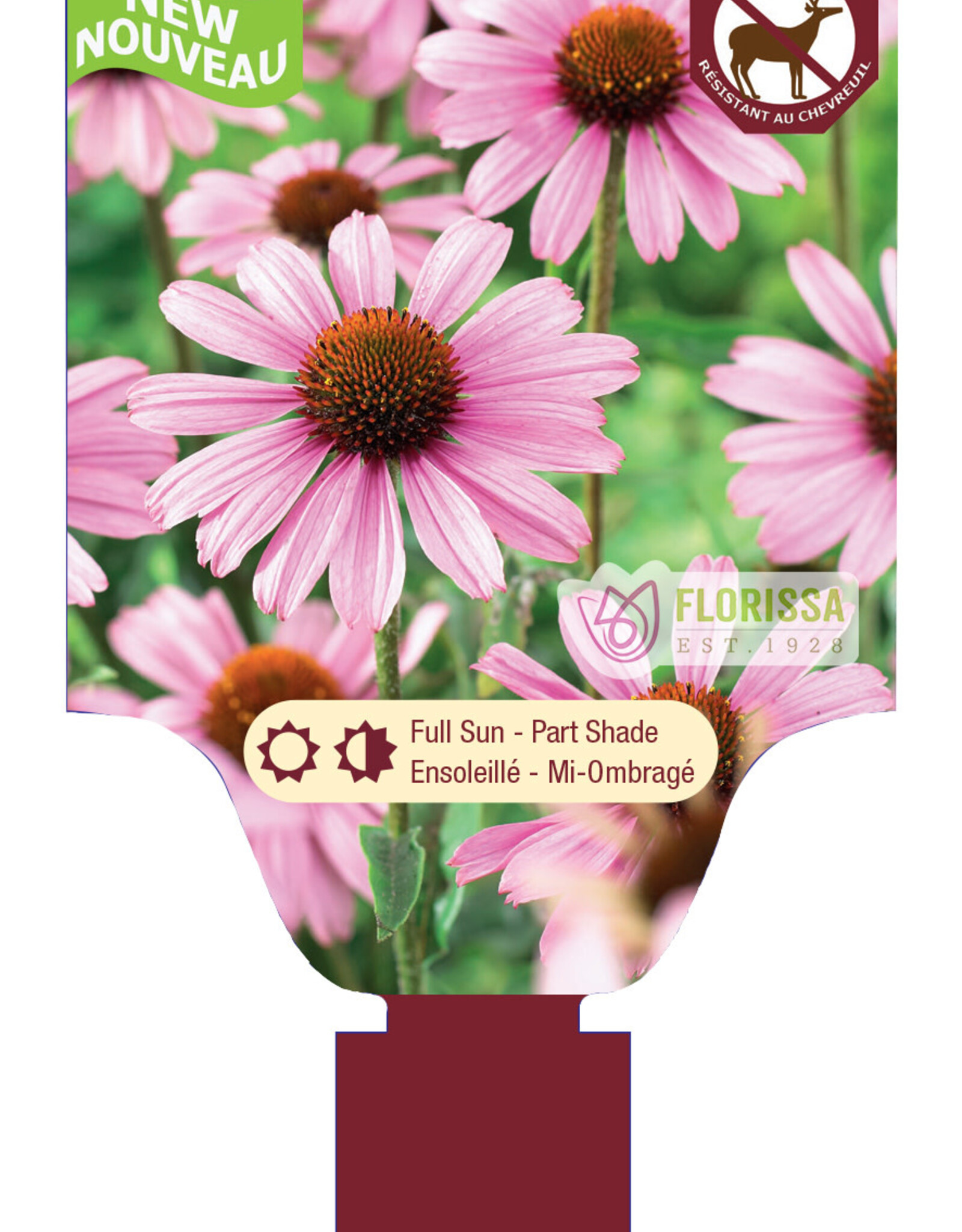 Echinacea - Coneflower - Prairie Splendor Compact Rose 1gal