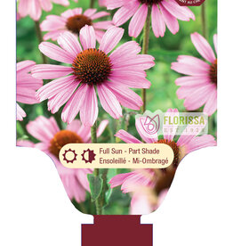 Echinacea - Coneflower - Prairie Splendor Compact Rose 1gal