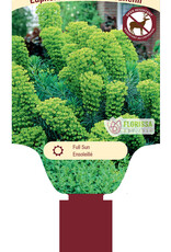 Euphorbia - Mediterranean Spurge - Wulfenii 1 gal