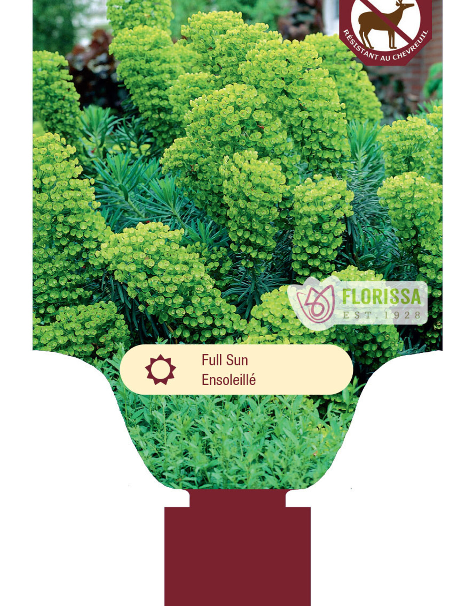 Euphorbia - Mediterranean Spurge - Wulfenii 1 gal