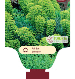 Euphorbia - Mediterranean Spurge - Wulfenii 1 gal