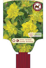 Euphorbia Polychroma - Cushion Spurge 4inch