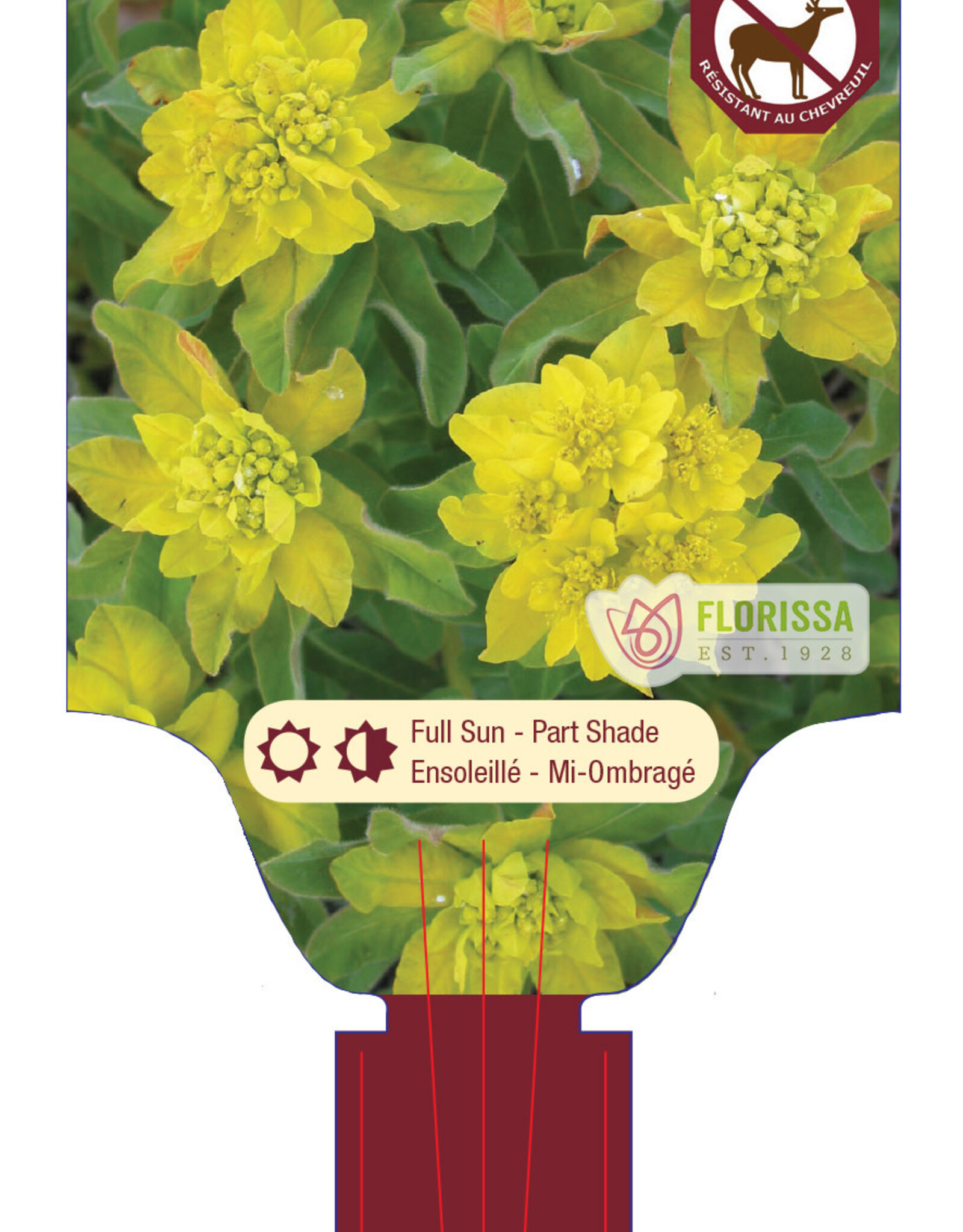 Euphorbia Polychroma - Cushion Spurge 4inch