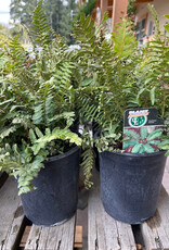 Fern Western Sword - Polystichum munitum 1 gal