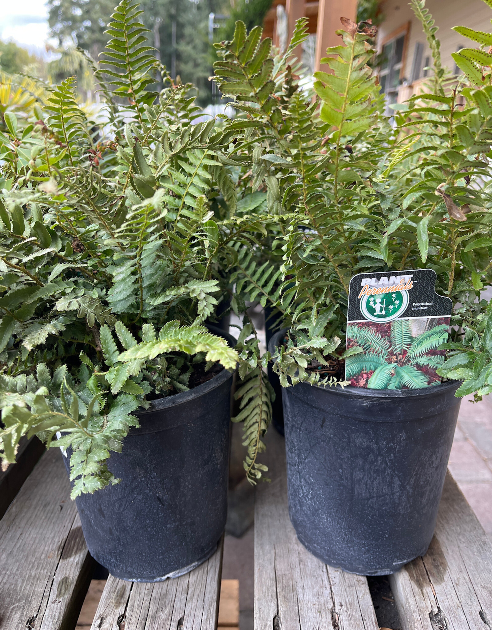 Fern Western Sword - Polystichum munitum 1 gal